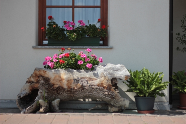 Gewachsen zur Perfektion IMG_9101