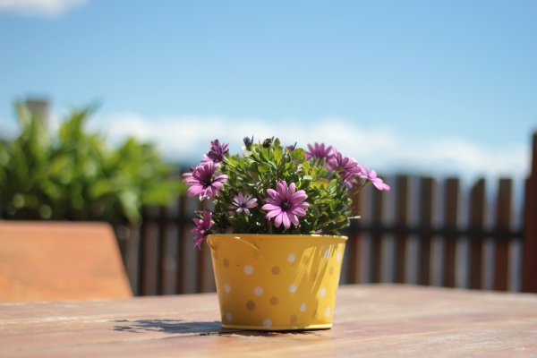 Blumen erfreuen die Seele IMG_9001