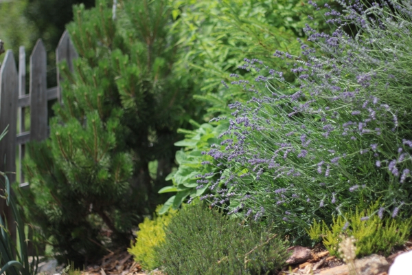 Eindrücke aus dem Schwarzwald IMG_9064
