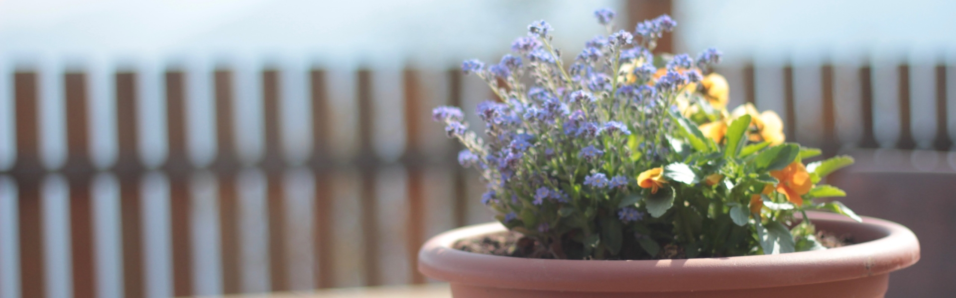 Farbenpracht IMG_3658_1